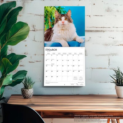 2026 BrownTrout Maine Coon Cats 12" x 12" Monthly Wall Calendar (9798330704460)