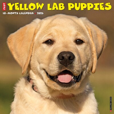 2025 Willow Creek Just Yellow Lab Puppies 12 x 12 Monthly Wall Calendar (45527)
