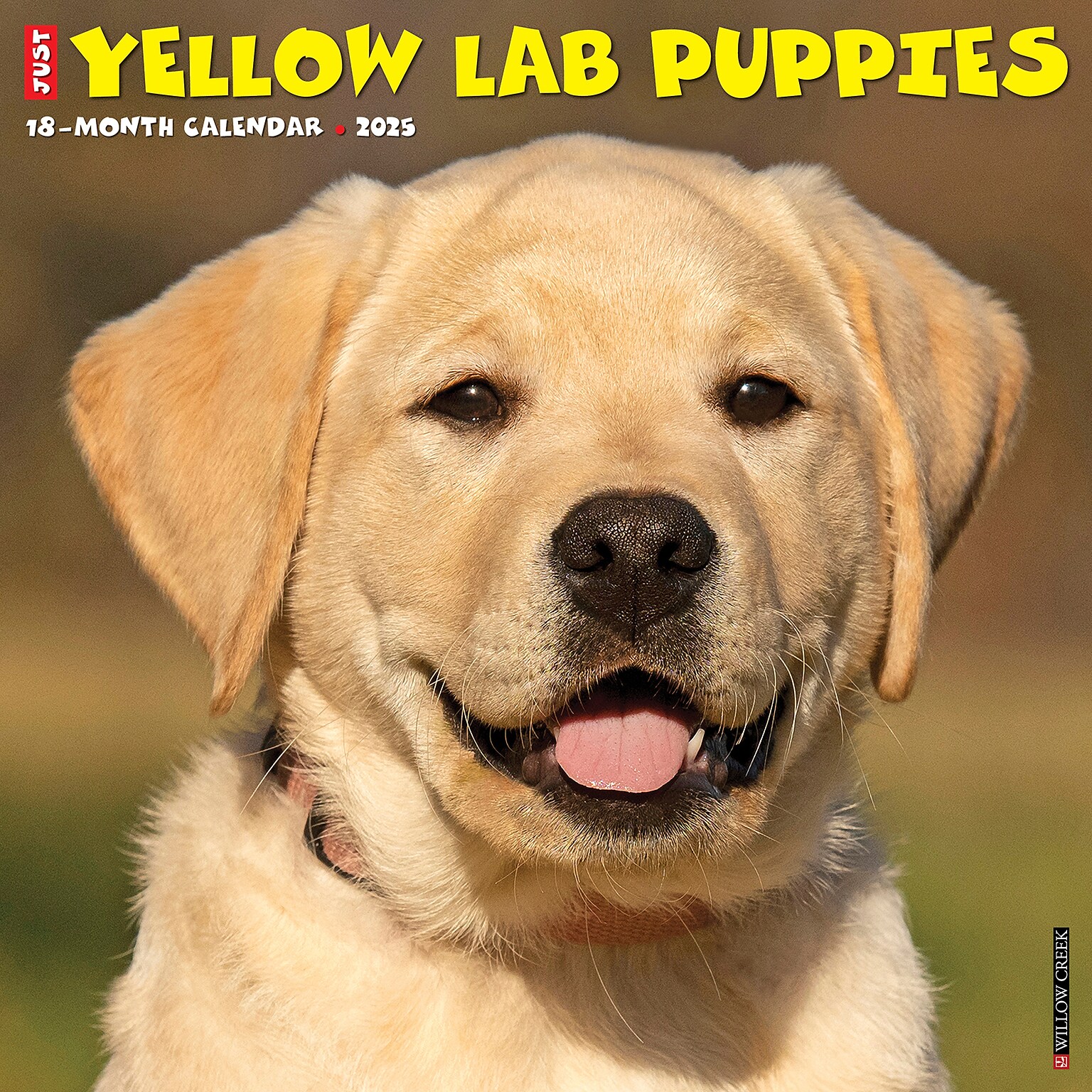 2025 Willow Creek Just Yellow Lab Puppies 12 x 12 Monthly Wall Calendar (45527)