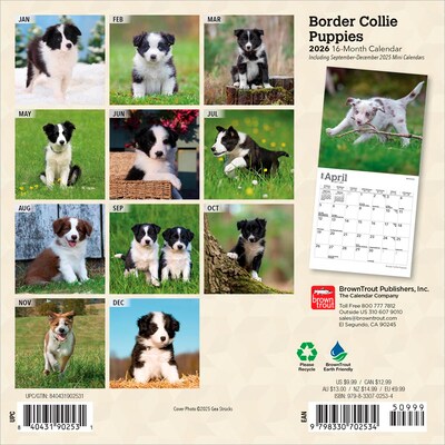 2026 BrownTrout Border Collie Puppies 7 x 7 Monthly Wall Calendar (9798330702534)