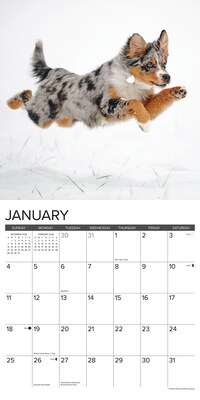 2026 Willow Creek Australian Shepherds 12" x 12" Monthly Wall Calendar (49983)