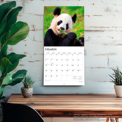 2026 BrownTrout Giant Pandas 12" x 12" Monthly Wall Calendar (9798330703418)
