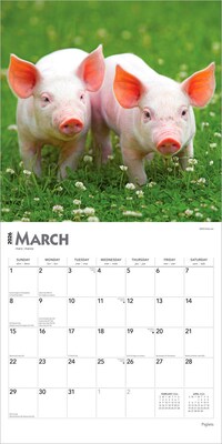 2026 BrownTrout Piglets 12" x 12" Monthly Wall Calendar (9798330705139)