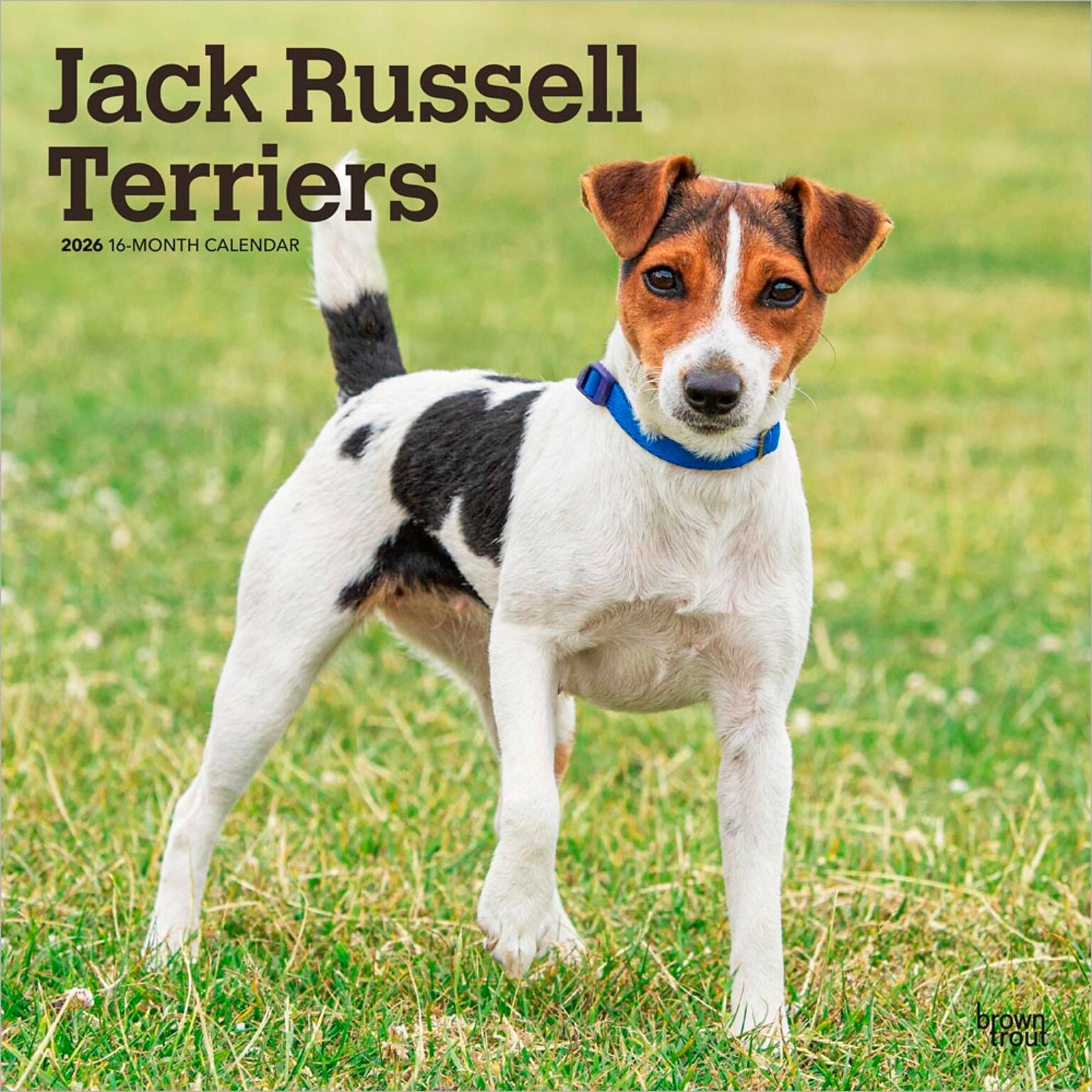 2026 BrownTrout Jack Russell Terriers 12 x 12 Monthly Wall Calendar (9798330703975)