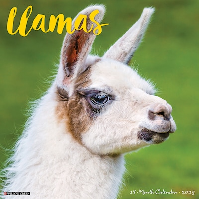 2025 Willow Creek Llamas 12 x 12 Monthly Wall Calendar (43790)