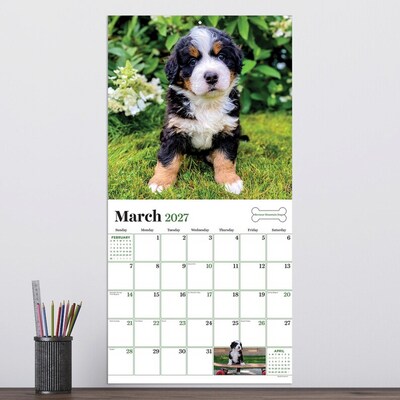 2027 TF Publishing Puppies 11" x 11" Monthly Wall Calendar, Multicolored (27-1025)