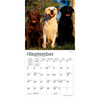 2027 BrownTrout Labrador Retrievers 7" x 7" Monthly Wall Calendar (9798330710034)