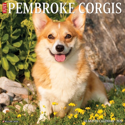 2025 Willow Creek Just Pembroke Corgis 12 x 12 Monthly Wall Calendar (44414)