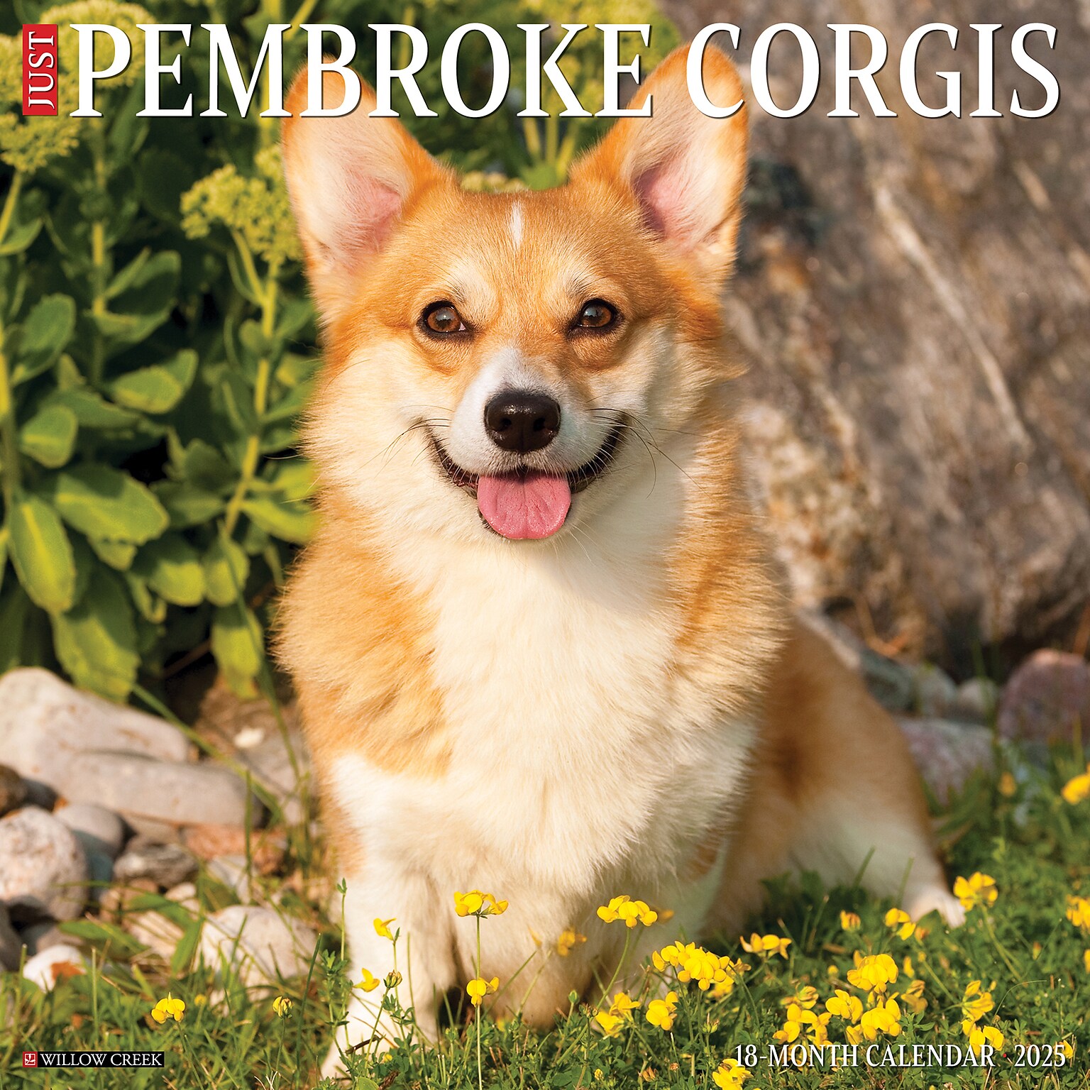 2025 Willow Creek Just Pembroke Corgis 12 x 12 Monthly Wall Calendar (44414)