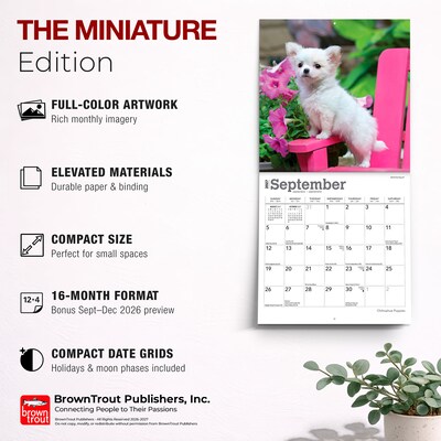 2027 BrownTrout Chihuahua Puppies 7" x 7" Monthly Wall Calendar, Assorted Colors (9798330709960)