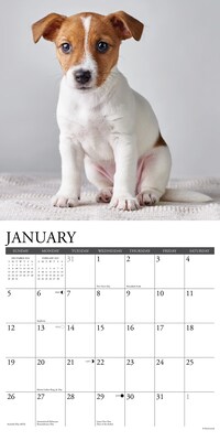 2025 Willow Creek Just Jack Russell Puppies 12" x 12" Monthly Wall Calendar (43547)