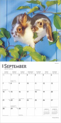 2025 BrownTrout Honey Bunny 12" x 12" Monthly Wall Calendar (9781975474911)