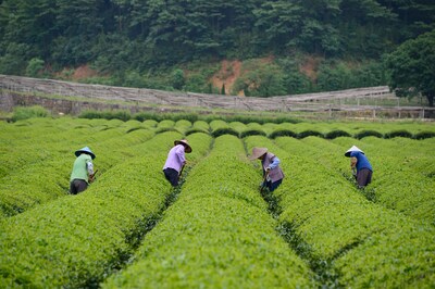 Numi® Emperor's Organic Pu-erh Tea, Higher Caffeine, 16 Bags/Box