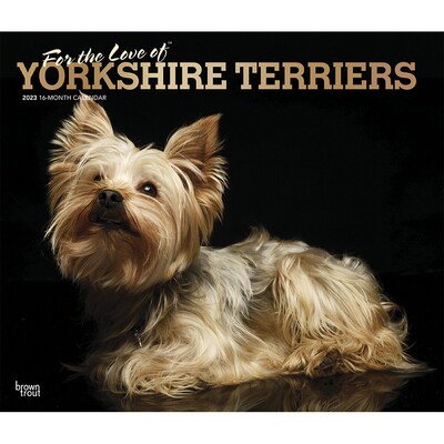 2023 BrownTrout For the Love of Yorkshire Terriers 12 x 14 Monthly Wall Calendar, (9781975453145)