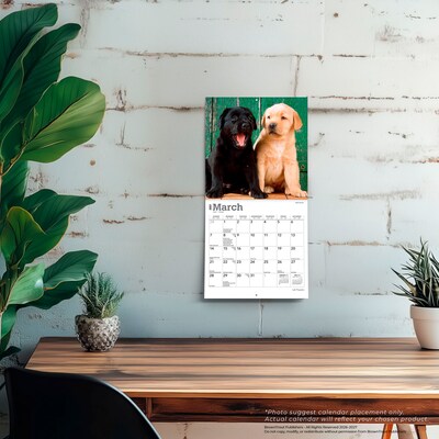 2027 BrownTrout Lab Puppies 7" x 7" Monthly Wall Calendar (9798330710027)