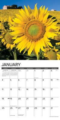 2026 Willow Creek Sunflowers 12" x 12" Monthly Wall Calendar (52907)