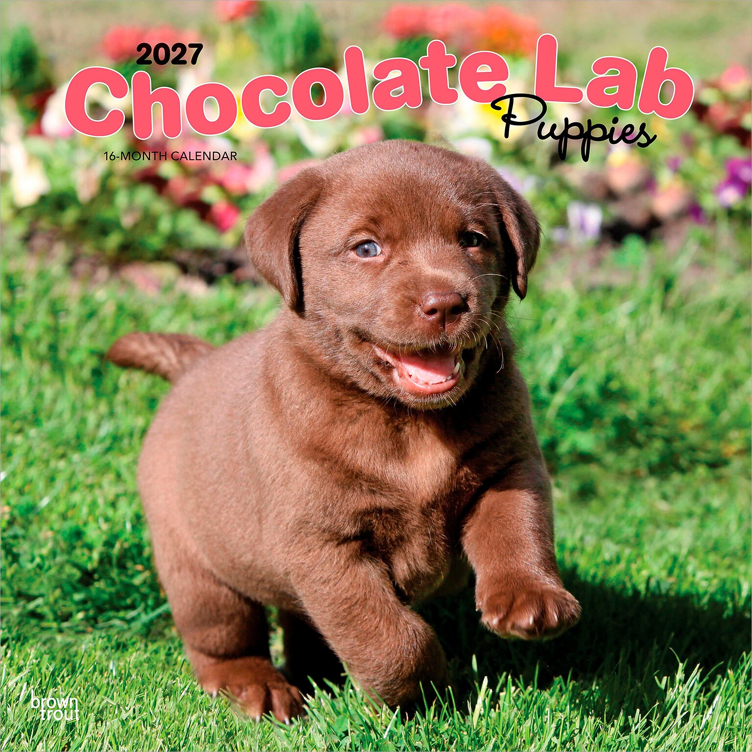 2027 BrownTrout Chocolate Labrador Retriever Puppies 12 x 12 Monthly Wall Calendar (9798330712533)
