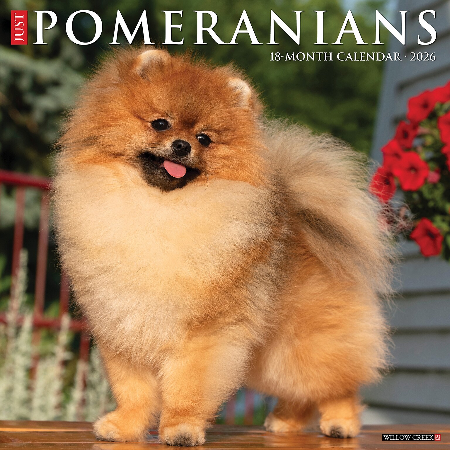2026 Willow Creek Pomeranians 12 x 12 Monthly Wall Calendar (52426)