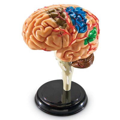 Learning Resources Brain Anatomy Model (LER3335)