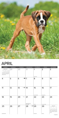 2027 Willow Creek Boxer Puppies 12" x 12" Monthly Wall Calendar, Assorted Colors (59319)