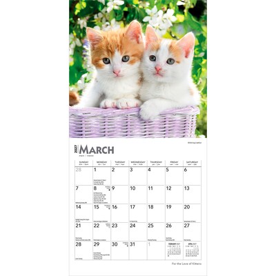 2027 BrownTrout For the Love of Kittens 7" x 7" Monthly Wall Calendar (9798330709731)