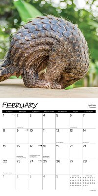 2026 Willow Creek Exotic Animals 12" x 12" Monthly Wall Calendar (55779X)