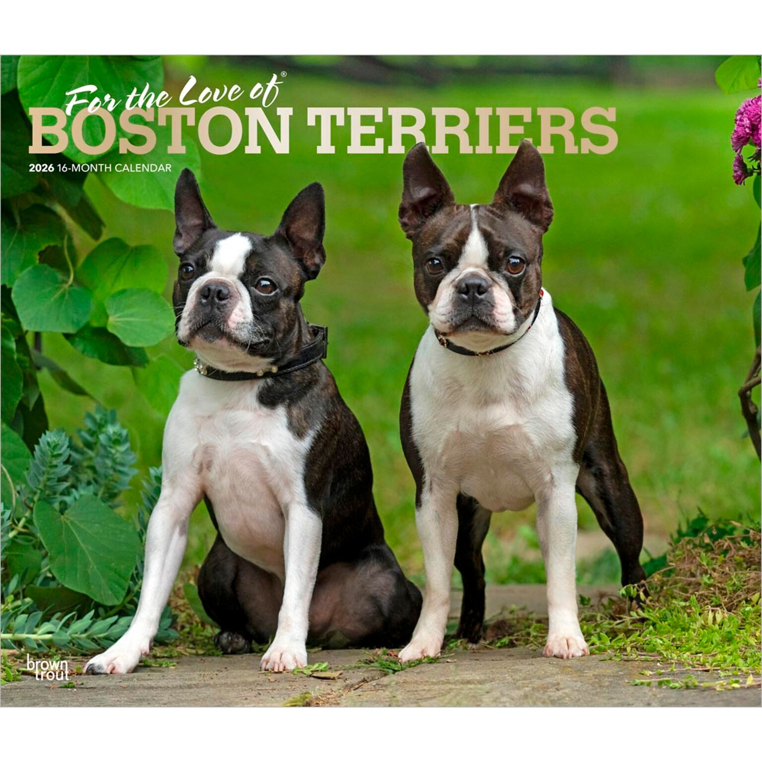 2026 BrownTrout For the Love of Boston Terriers 14 x 12 Monthly Wall Calendar (9798330707119)