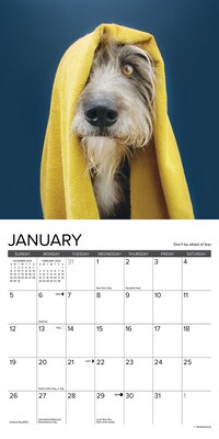 2025 Willow Creek What Dogs Teach Us 7" x 7" Monthly Wall Calendar (46029)