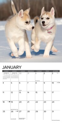 2026 Willow Creek Puppies 7" x 7" Monthly Wall Calendar (53737)