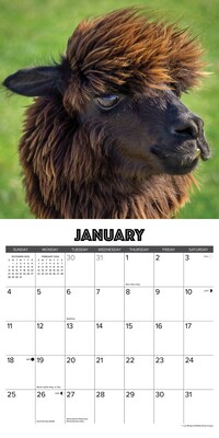 2026 Willow Creek Alpacas 12" x 12" Monthly Wall Calendar (49792)