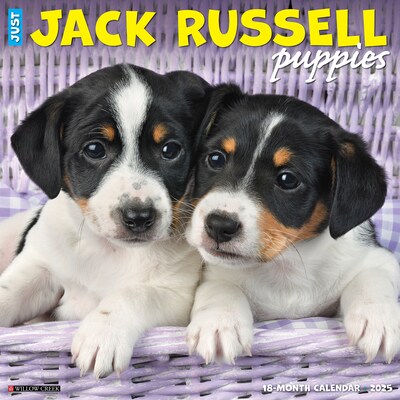 2025 Willow Creek Just Jack Russell Puppies 12 x 12 Monthly Wall Calendar (43547)