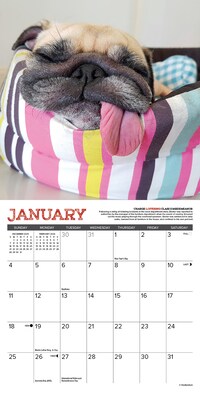 2026 Willow Creek Pug Mugs 7" x 7" Monthly Wall Calendar (53713)