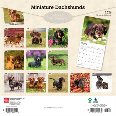 2026 BrownTrout Miniature Dachshunds 12 x 12 Monthly Wall Calendar (9798330703135)