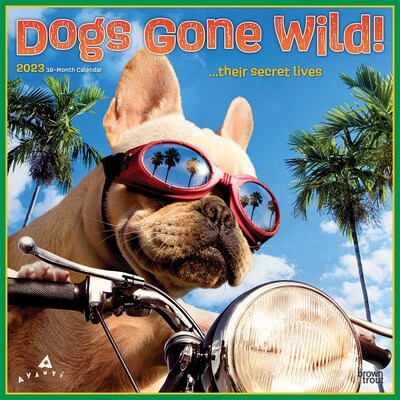 2023 BrownTrout Avanti Dogs Gone Wild 12 x 12 Monthly Wall Calendar (9781975449575)