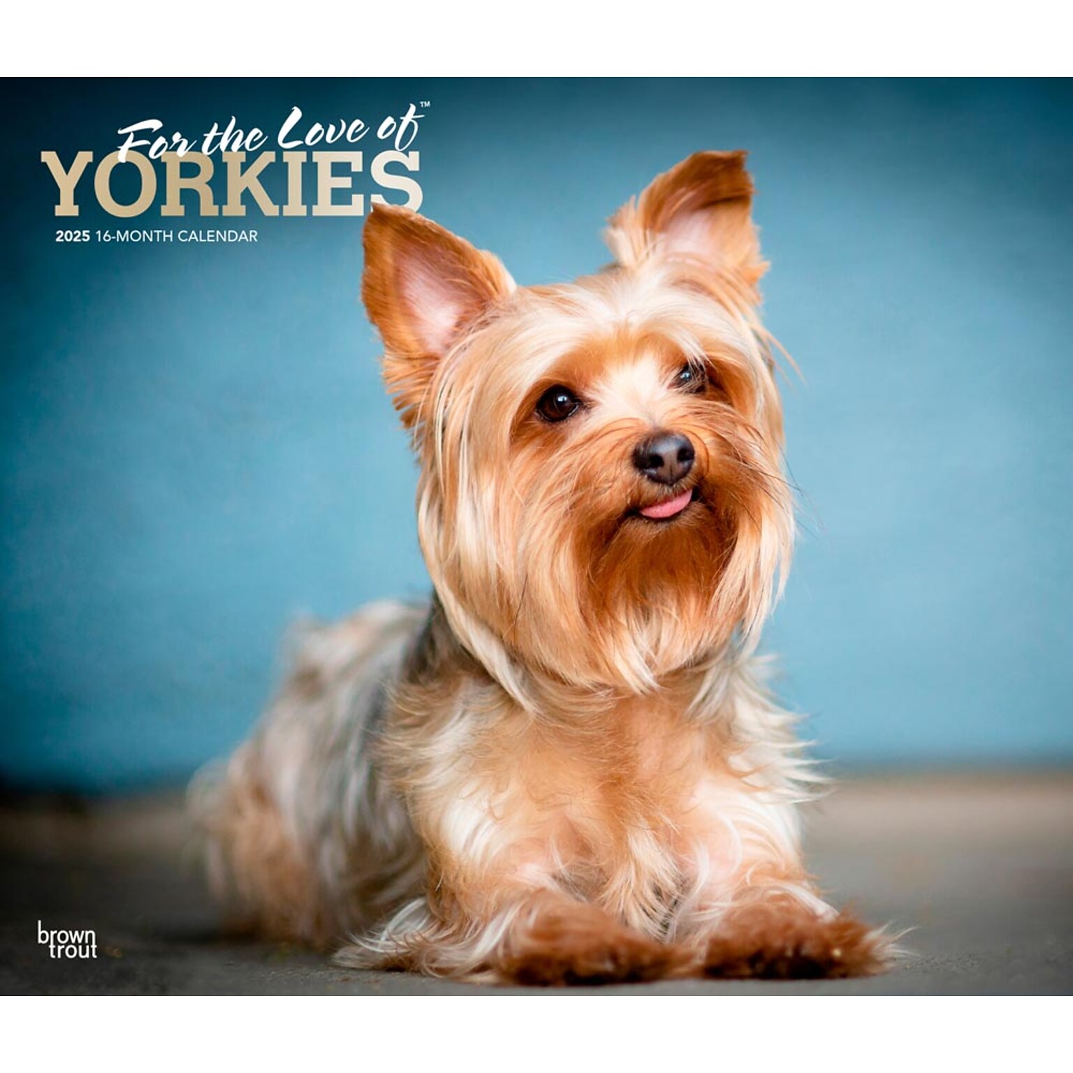 2025 BrownTrout For the Love of Yorkshire Terriers 7 x 12 Monthly  Wall Calendar (9781975473099)