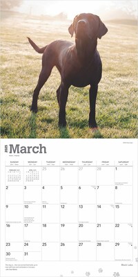2025 BrownTrout Black Labrador Retrievers 12" x 24" Monthly Square Wall Calendar, (9781975477349)