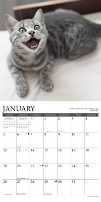 2025 Willow Creek Happy Cats 12" x 12" Monthly Wall Calendar (43288)