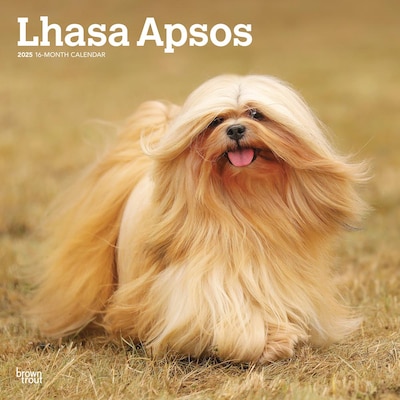 2025 BrownTrout Lhasa Apsos 12 x 12 Monthly  Wall Calendar (9781975478315)