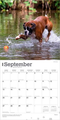 2026 BrownTrout Boxers International Edition 12" x 12" Monthly Wall Calendar (9798330702633)