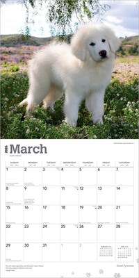2026 BrownTrout Great Pyrenees 12" x 12" Monthly Wall Calendar (9798330703531)