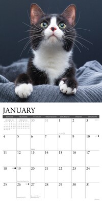 2026 Willow Creek Tuxedo Cats 12" x 12" Monthly Wall Calendar (53034)