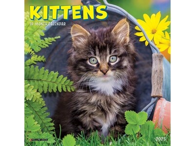2025 Willow Creek Kittens 7" x 7" Monthly Wall Calendar (45848)