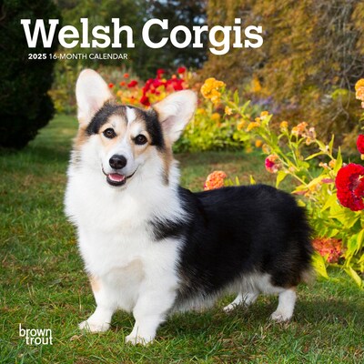2025 BrownTrout Welsh Corgis 7 x 7 Monthly Mini Wall Calendar (9781975474041)
