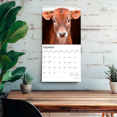 2026 BrownTrout Baby Moo Moos 12" x 12" Monthly Wall Calendar (9798330702282)