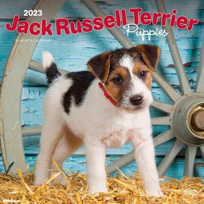2023 BrownTrout Jack Russell Terrier Puppies 12 x 12 Monthly Wall Calendar (9781975451851)