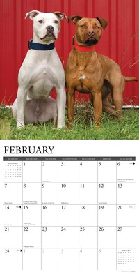 2027 Willow Creek American Pit Bull Terriers 12" x 12" Monthly Wall Calendar, Assorted Colors (58756)