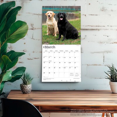2026 BrownTrout Labrador Retrievers 12" x 12" Monthly Wall Calendar (9798330704224)