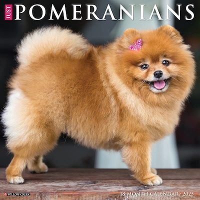 2025 Willow Creek Just Pomeranians 12 x 12 Monthly Wall Calendar (44506)