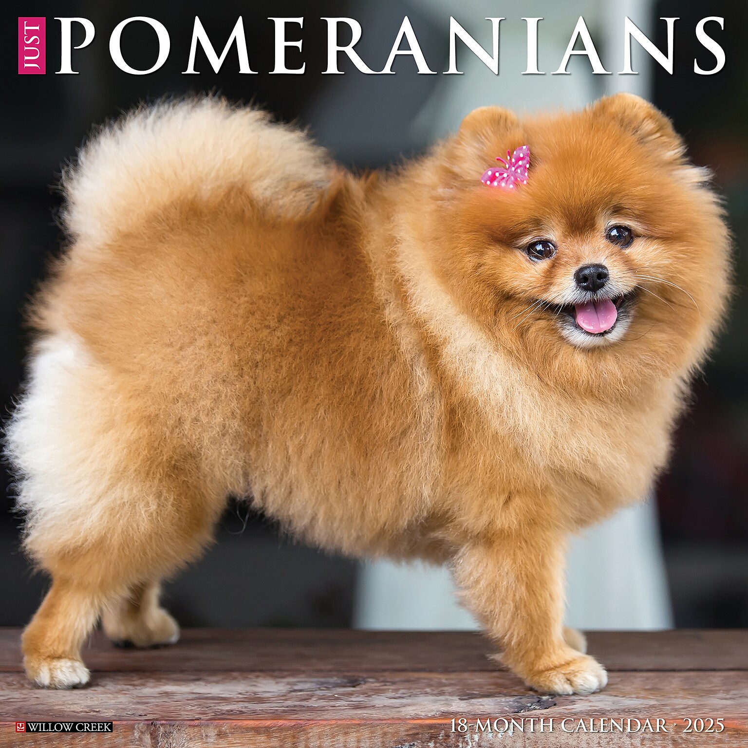 2025 Willow Creek Just Pomeranians 12 x 12 Monthly Wall Calendar (44506)