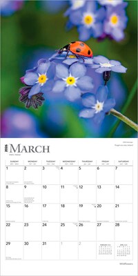 2026 BrownTrout Wildflowers 12" x 12" Monthly Wall Calendar (9798330706365)